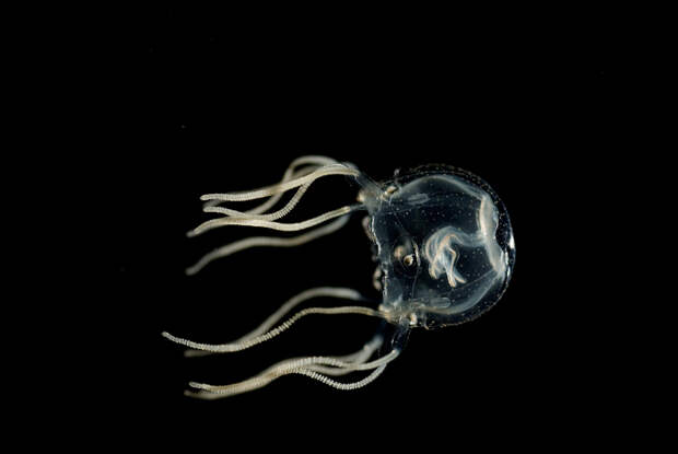Кубомедуза Tripedalia cystophora