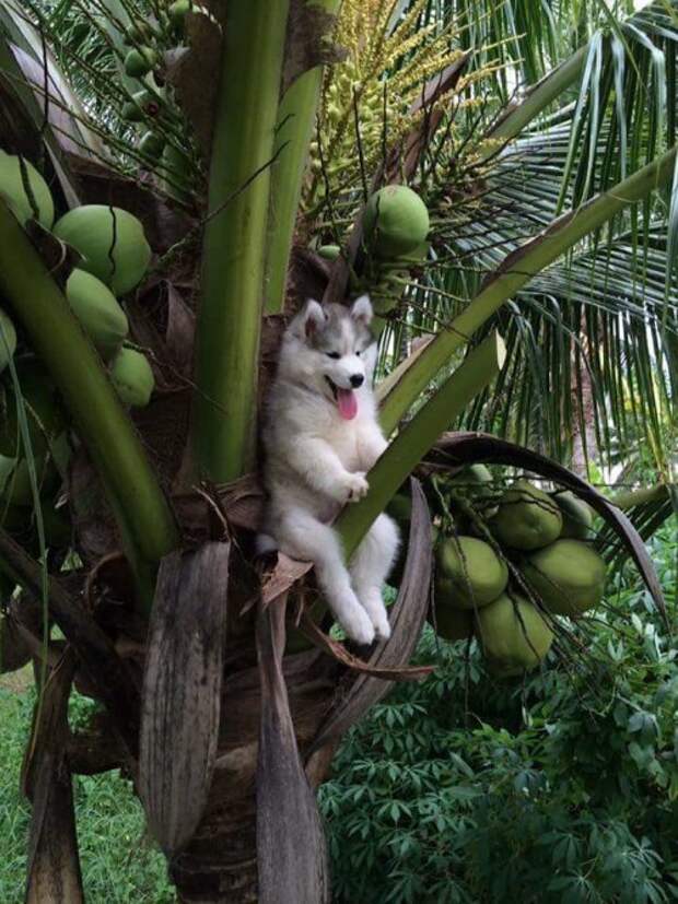Щенок хаски, застрявший на кокосовой пальме, и фотожабы на него (28 фото)