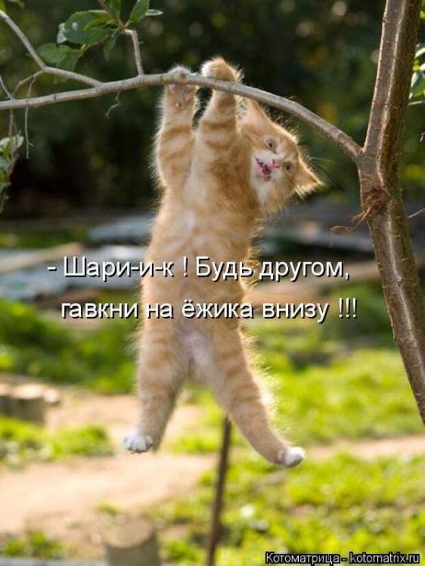 Лучшие котоматрицы недели (50 фото)