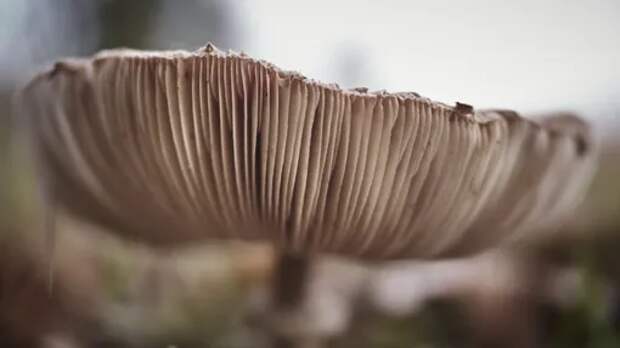 Зомбируют и вызывают радиацию: 8 фактов о грибах, которые вызывают шок