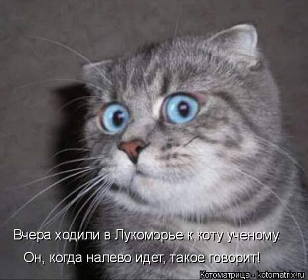 Лучшие котоматрицы недели (50 фото) Лучшие котоматрицы недели