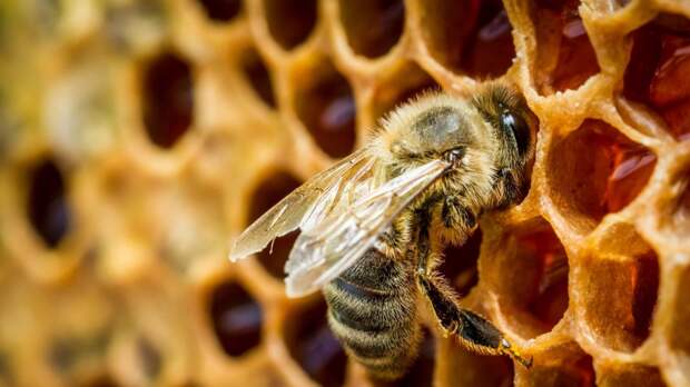 bees-honey-honeycomb-insects-macro-1920x1080-66771