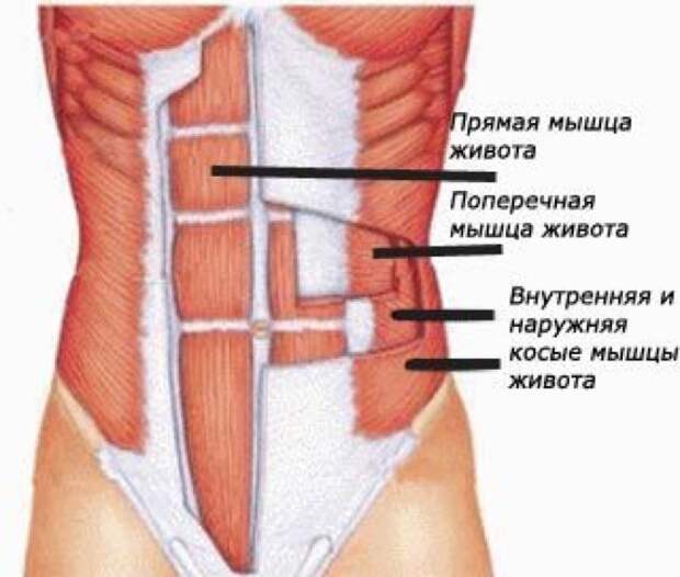 Сильные мышцы живота. Прямая мышца живота (3 сухожильных перемычки). Прямая мышца живота анатомия. Внутренняя косая мышца живота. Прямые и поперечные мышцы живота.