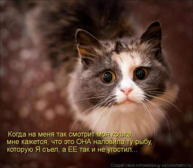 Котоматрицы(картинки с подписями)