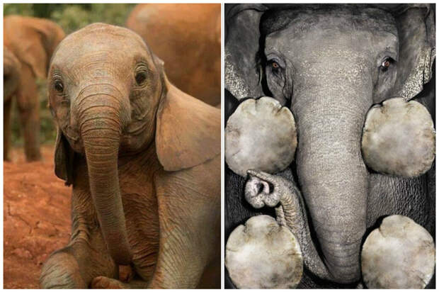 Самка слона вынашивает детеныша 22 месяца, вес новорожденного составляет 120 килограммов.   интересное, слоны, факты