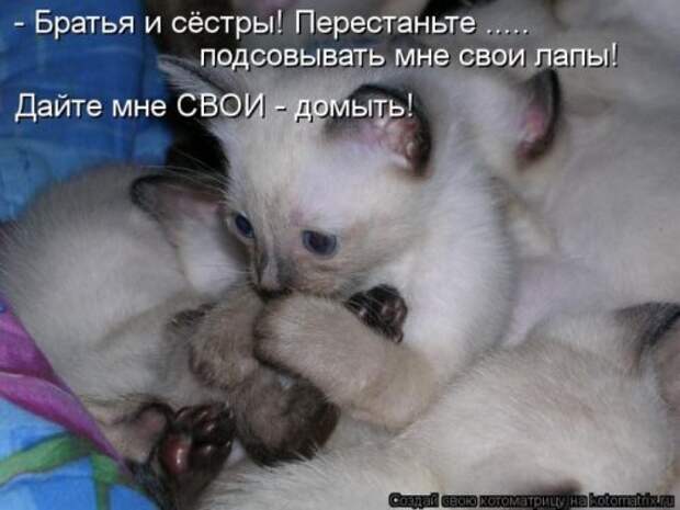 Лучшие котоматрицы недели (29 фото)