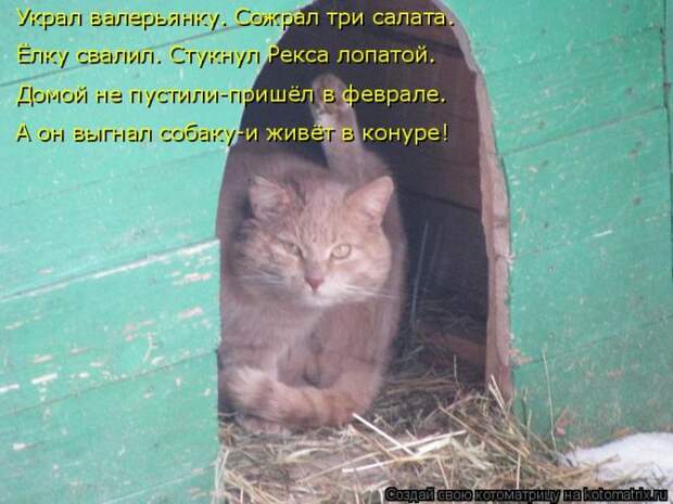 Лучшие котоматрицы недели (50 фото)