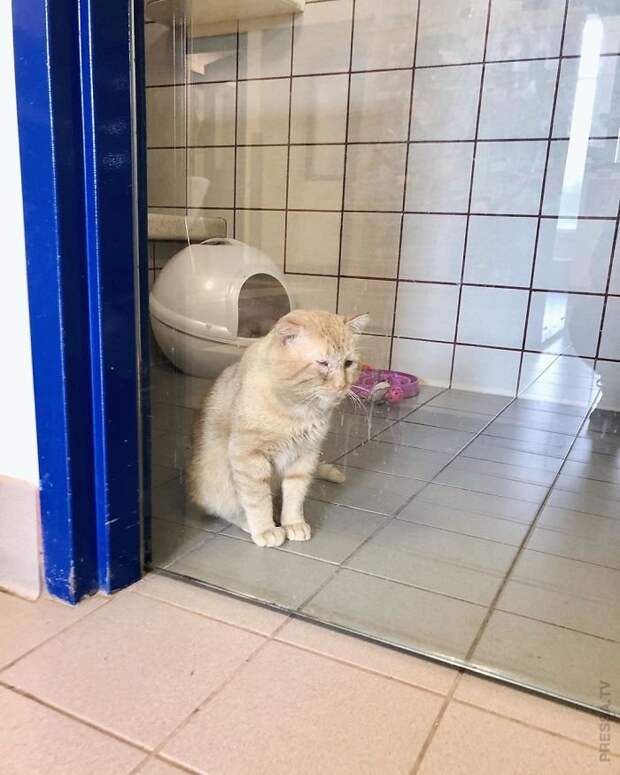Спасение мистера Брюса Уиллиса - самого грустного кота