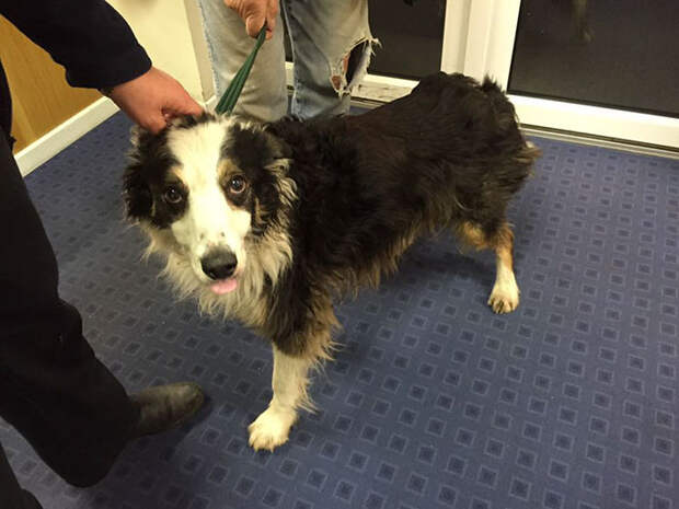 missing-dog-treks-50-miles-find-owners-casey-2