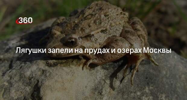 Лягушки запели на природных территориях Москвы в брачный период