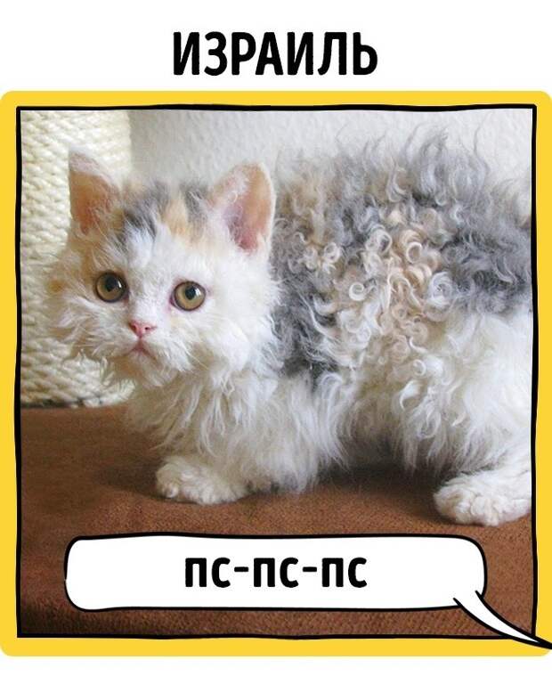 Как в разных странах подзывают кошек животные, коты, прикол