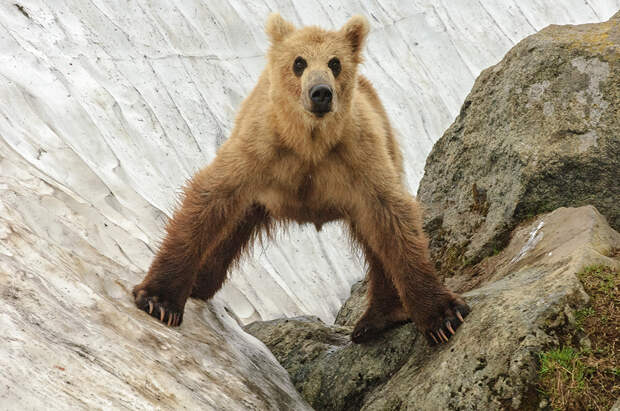 Bear_00619