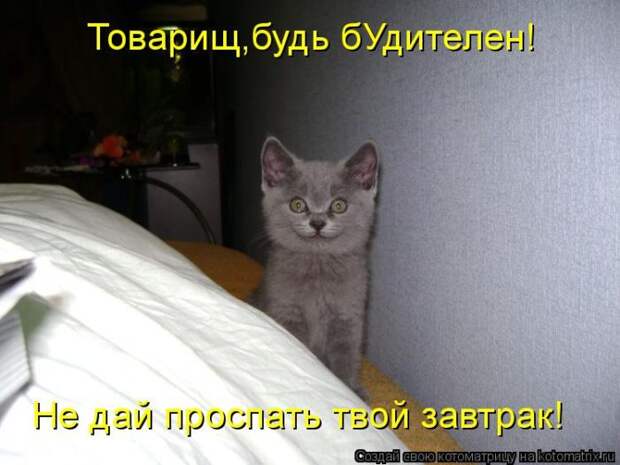Лучшие котоматрицы недели (50 фото)
