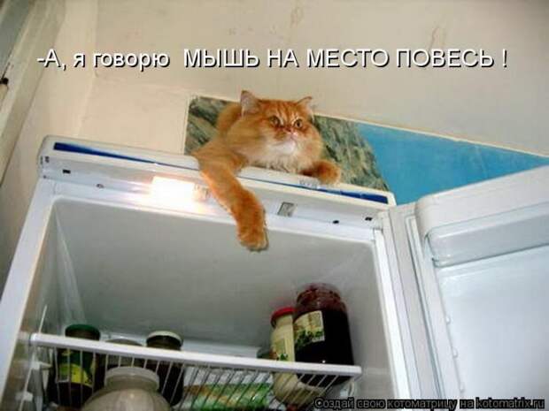 Лучшие котоматрицы недели (50 фото) Лучшие котоматрицы недели