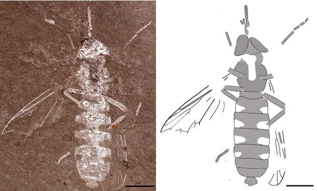 Рис. 4. Муха-джангсольвида Buccinatormyia gangnami