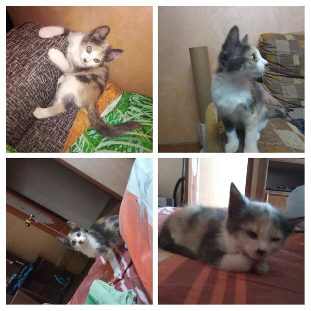 помощь котенку котенок в доме