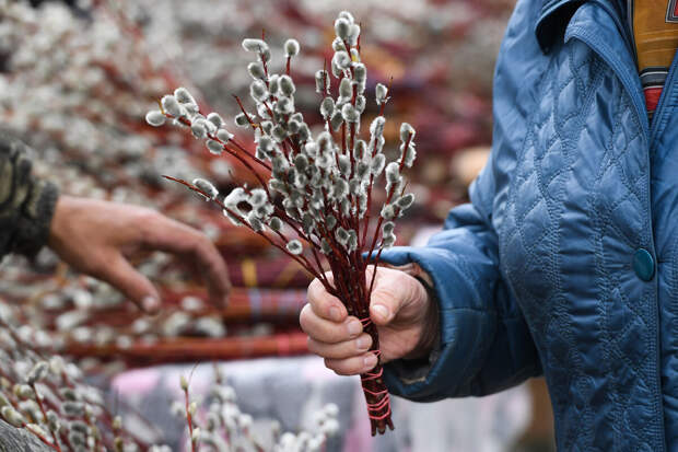 Протоирей Моисеев: вместо вербы можно принести в церковь пальмовую ветвь