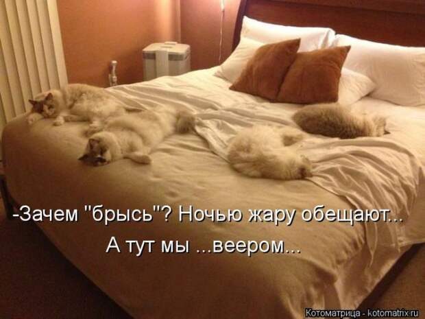 Лучшие котоматрицы недели Лучшие котоматрицы недели