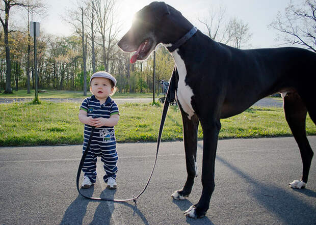 dogs-and-babies-5