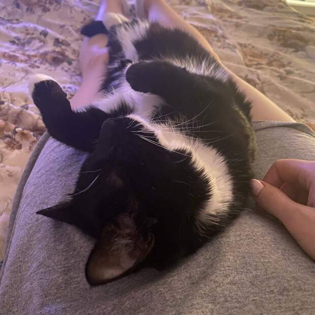 кошка на руках