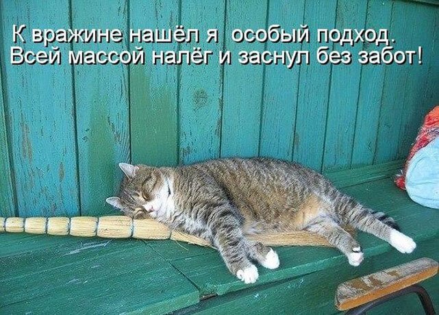 Котопост животные, коты, прикол, юмор
