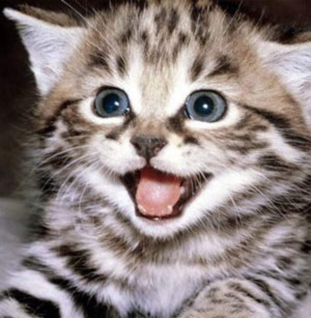 cat2 (300x307, 27Kb)
