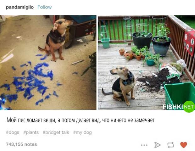 34 самых смешных собачьих фото, известных человечеству животные, мемы, собаки, юмор