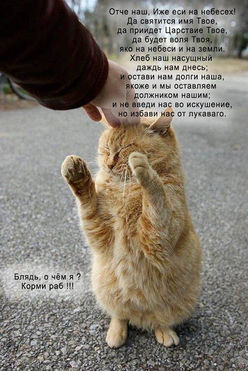 Котопост животные, коты, прикол, юмор