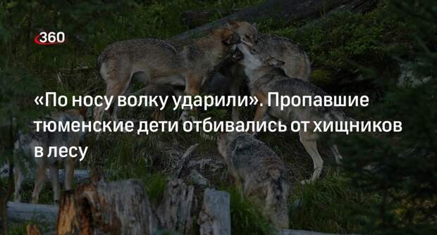 Пропавшие тюменские дети отгоняли волков палками в свердловском лесу