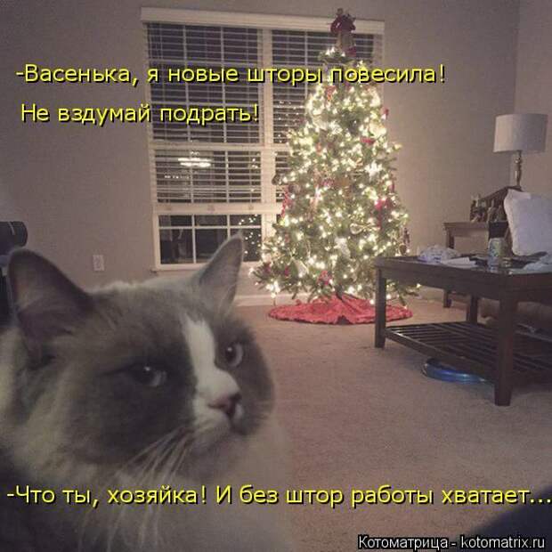 Лучшие котоматрицы недели (50 фото)