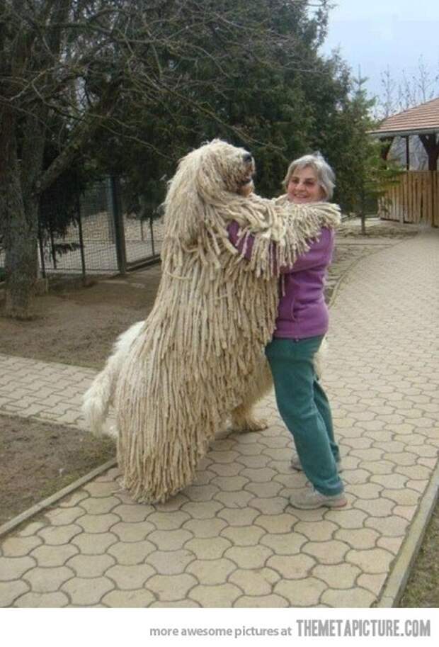 This dog who could mop my entire kitchen by rolling over once.