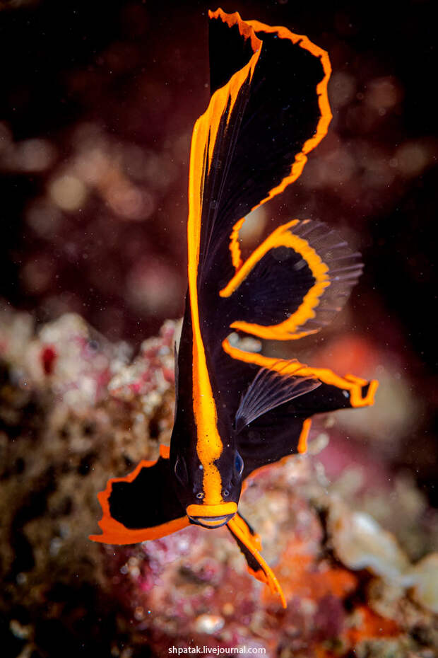 Juvenile Batfish