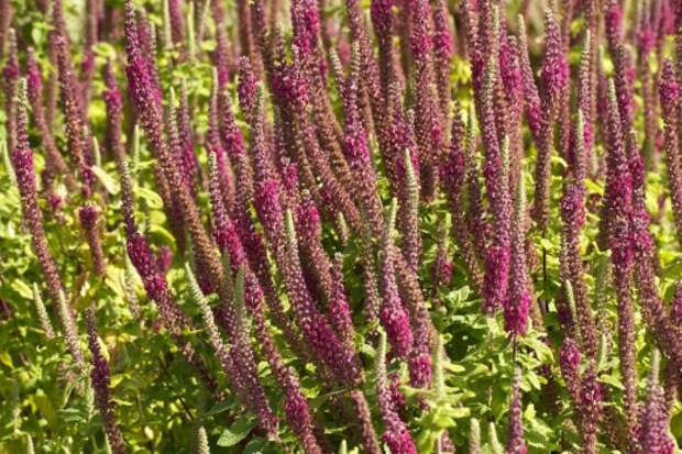 Дубровник гирканский (teucrium hircanicum)