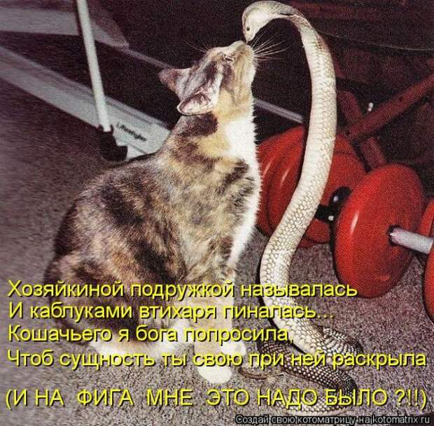 Лучшие котоматрицы недели (50 фото)