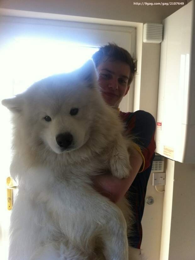 This adorable dog who kind of resembles a wolf.