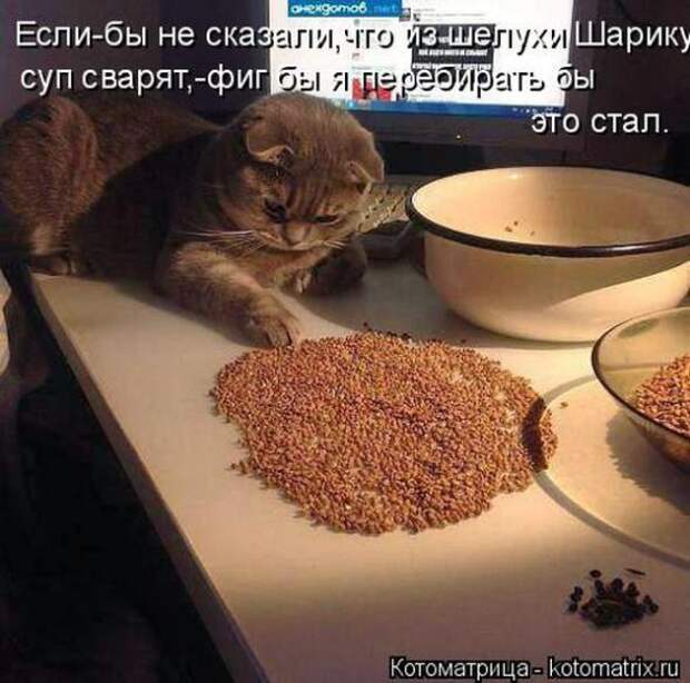 Котоматрицы(картинки с надписями)