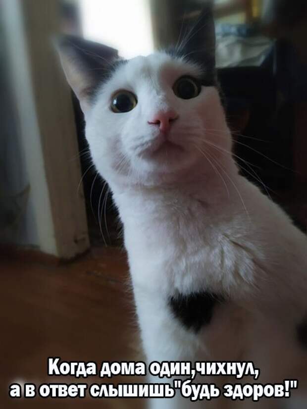 Котопост животные, коты, прикол, юмор
