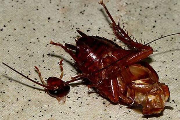 10 отвратительных фактов о тараканах