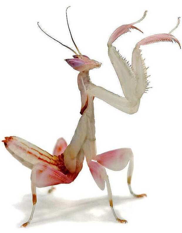 1377 Орхидейные богомолы