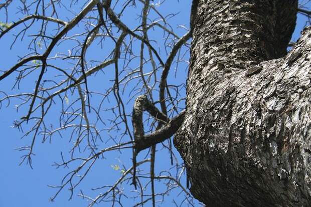 Удивительное дерево Марула (лат. Sclerocarya birrea)