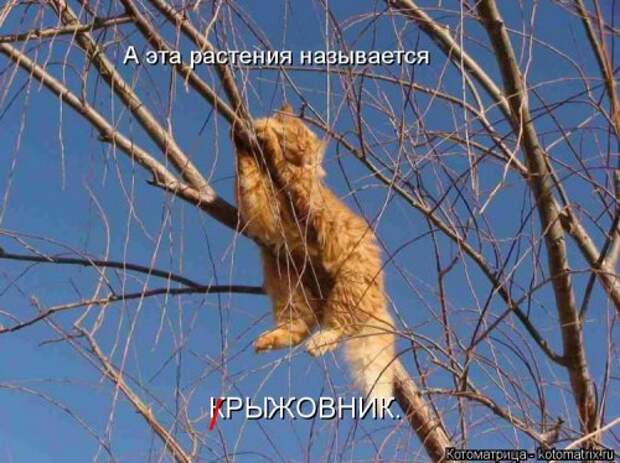 Свежая котоматрица на Бугаге (33 фото)