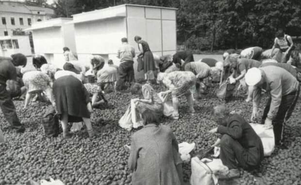 10. Раздача бесплатной гнилой картошки. Москва, 1993 год 10. Раздача бесплатной гнилой картошки. Москва, 1993 год