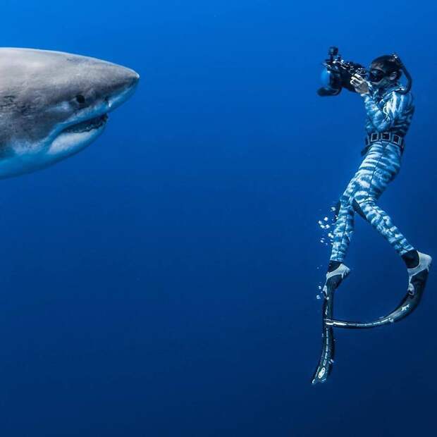 Пляски с акулами: невероятные подводные снимки Хуана Олифанта