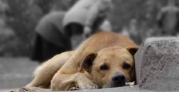 Штраф 10 тысяч Евро или 12 месяцев тюрьмы за выброшенное животное в Италии!