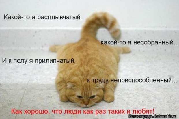 Котоматрицы(картинки с надписями)