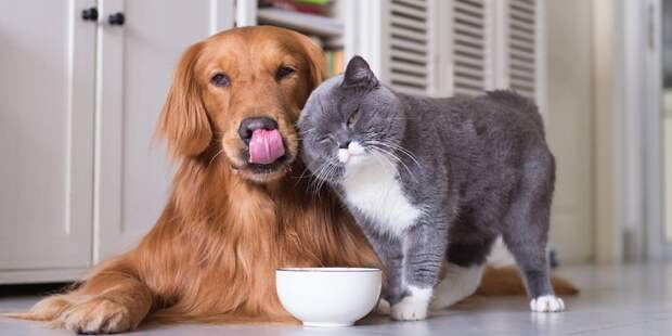 Почему стоит читать онлайн-журналы о питомцах: 5 причин для владельцев