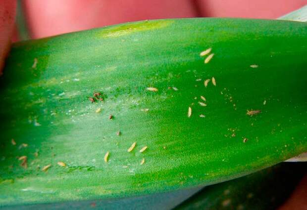 Вредитель комнатных растений Трипс