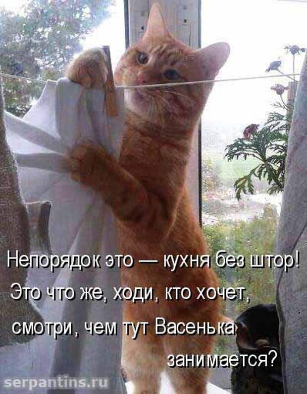 Кулинарные котоматрицы