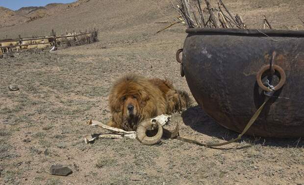 Gangsen08 Снежные львы: из Тибета в Казахстан