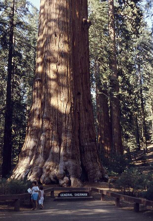 General Sherman tree, Sequoia Redwood, the largest living single-stem tree and largest living organism on earth in California